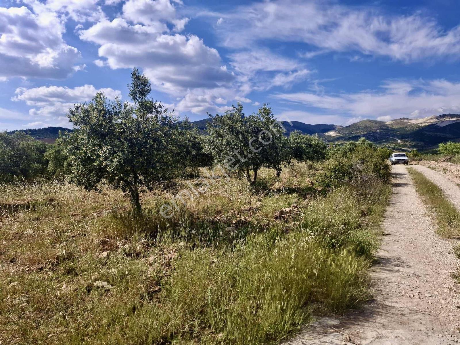 Bu Fıyata Yok Karacasu Tepecikte Satilik Yola Sıfır Zeytinlik — fotoğraf 7