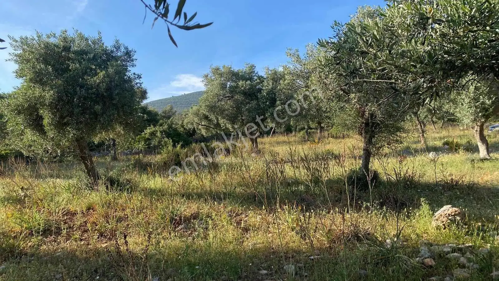 Muğla Milas Pınarcık Köyünde Verimli Zeytinlik Satılık!