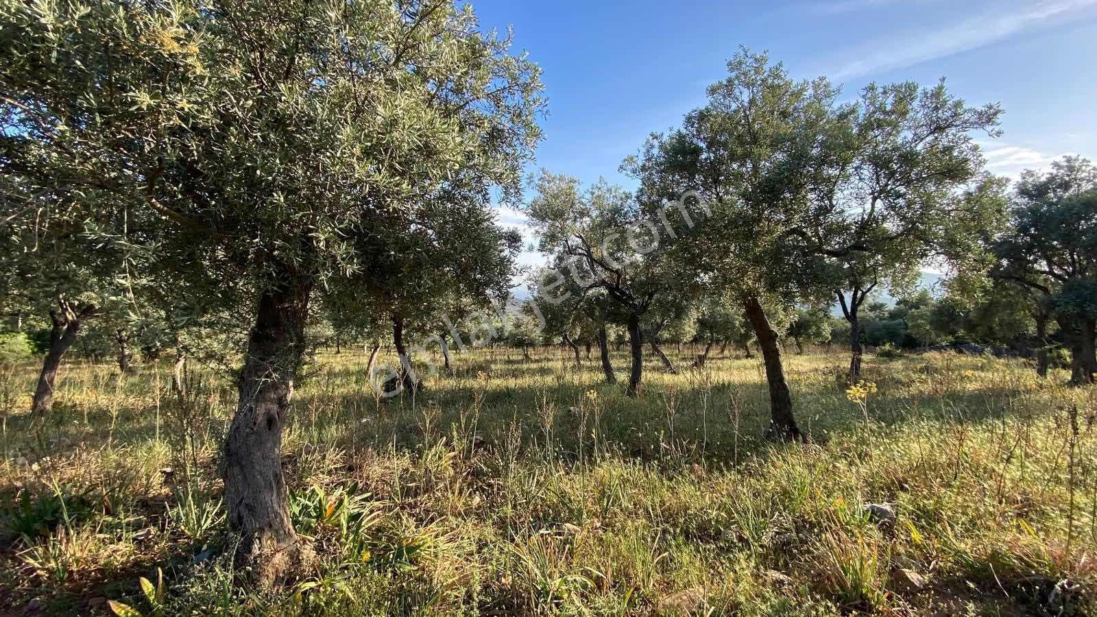 Muğla Milas Pınarcık Köyünde Verimli Zeytinlik Satılık! — fotoğraf 2