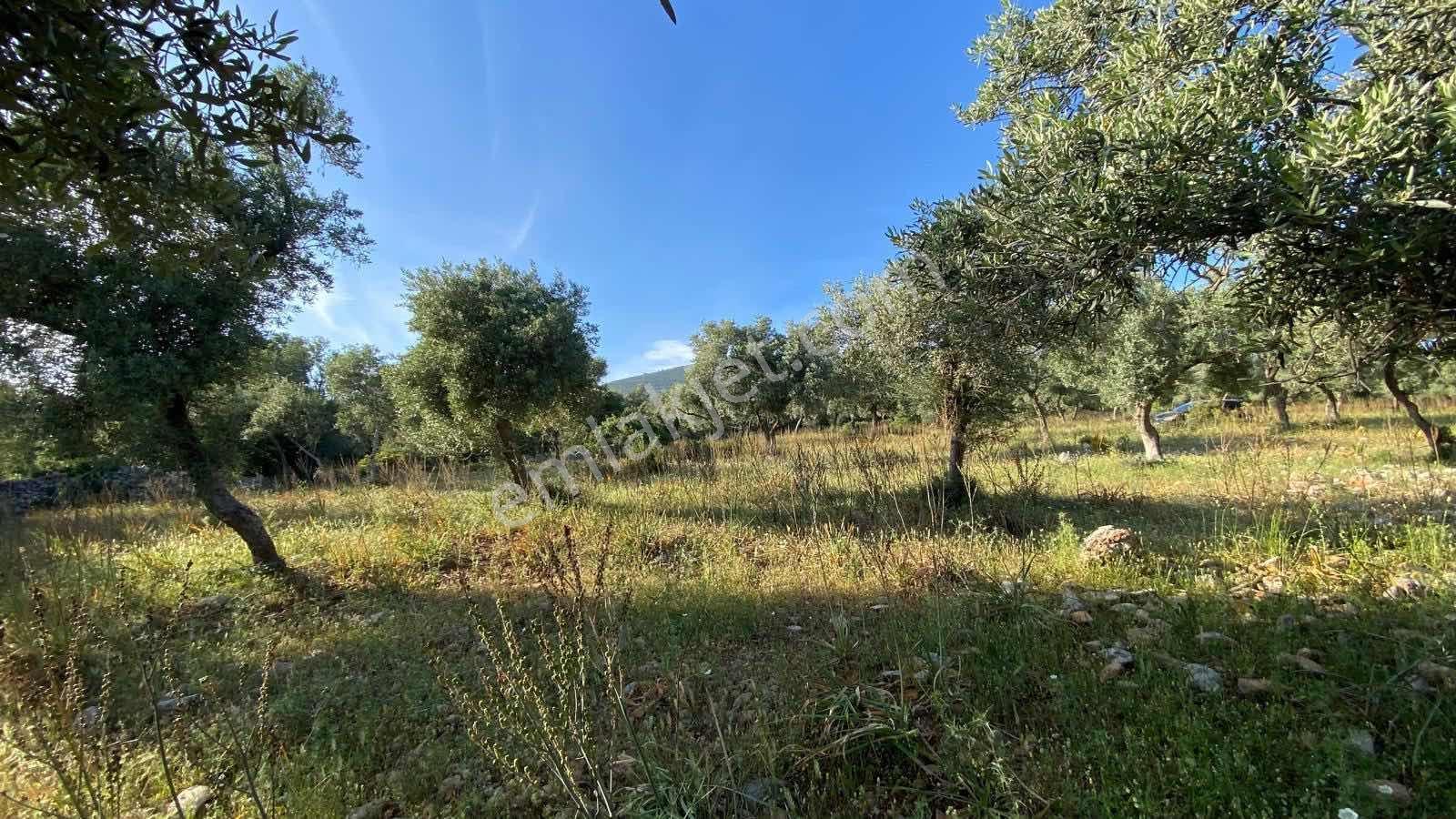 Muğla Milas Pınarcık Köyünde Verimli Zeytinlik Satılık! — fotoğraf 3