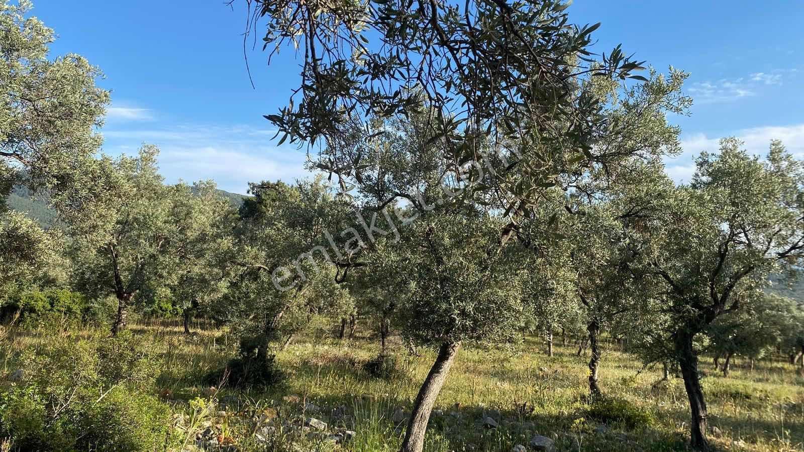 Muğla Milas Pınarcık Köyünde Verimli Zeytinlik Satılık! — fotoğraf 4