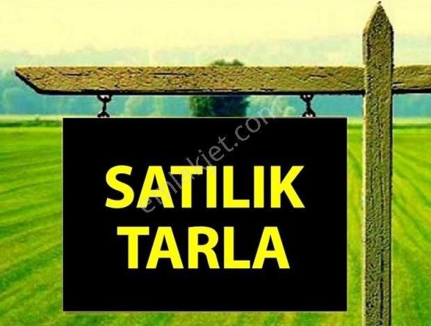 Şehzade'Den Karahisar Mah.'De Satılık 99.049 M2 Ceviz Bahçesi