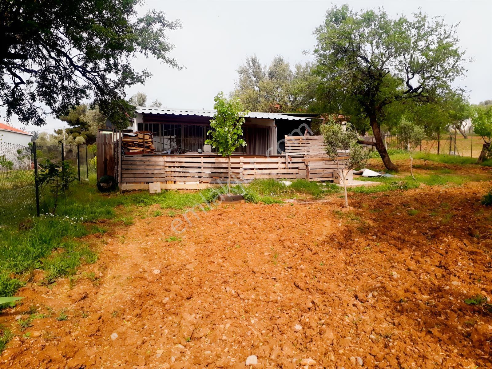 Sütçüler Sipil Dağı Yolu Üzeri Numara Tajlı Zeytinlik Tarla
