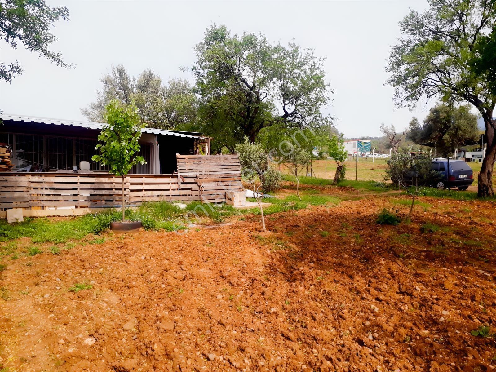 Sütçüler Sipil Dağı Yolu Üzeri Numara Tajlı Zeytinlik Tarla — fotoğraf 2