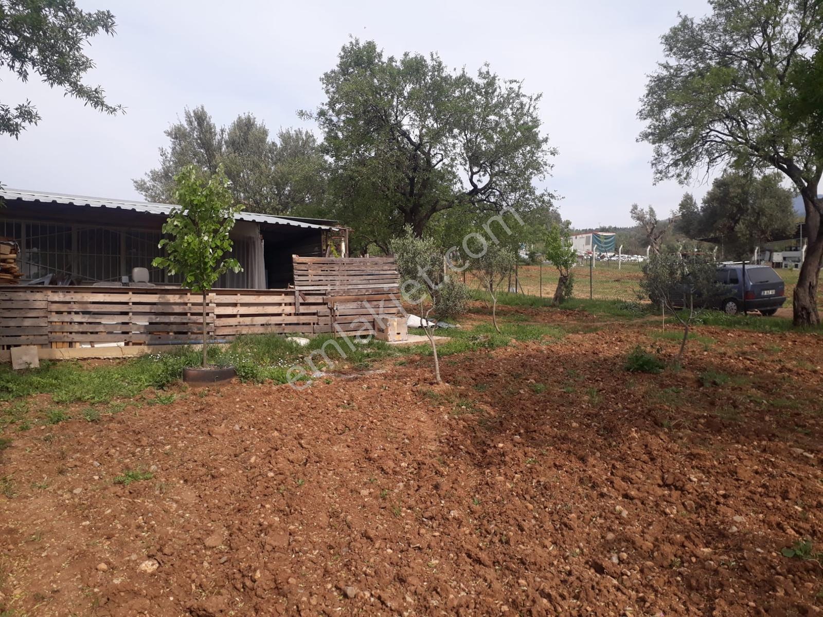 Sütçüler Sipil Dağı Yolu Üzeri Numara Tajlı Zeytinlik Tarla — fotoğraf 3