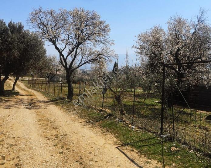 Sütçüler Sipil Dağı Yolu Üzeri Numara Tajlı Zeytinlik Tarla — fotoğraf 4