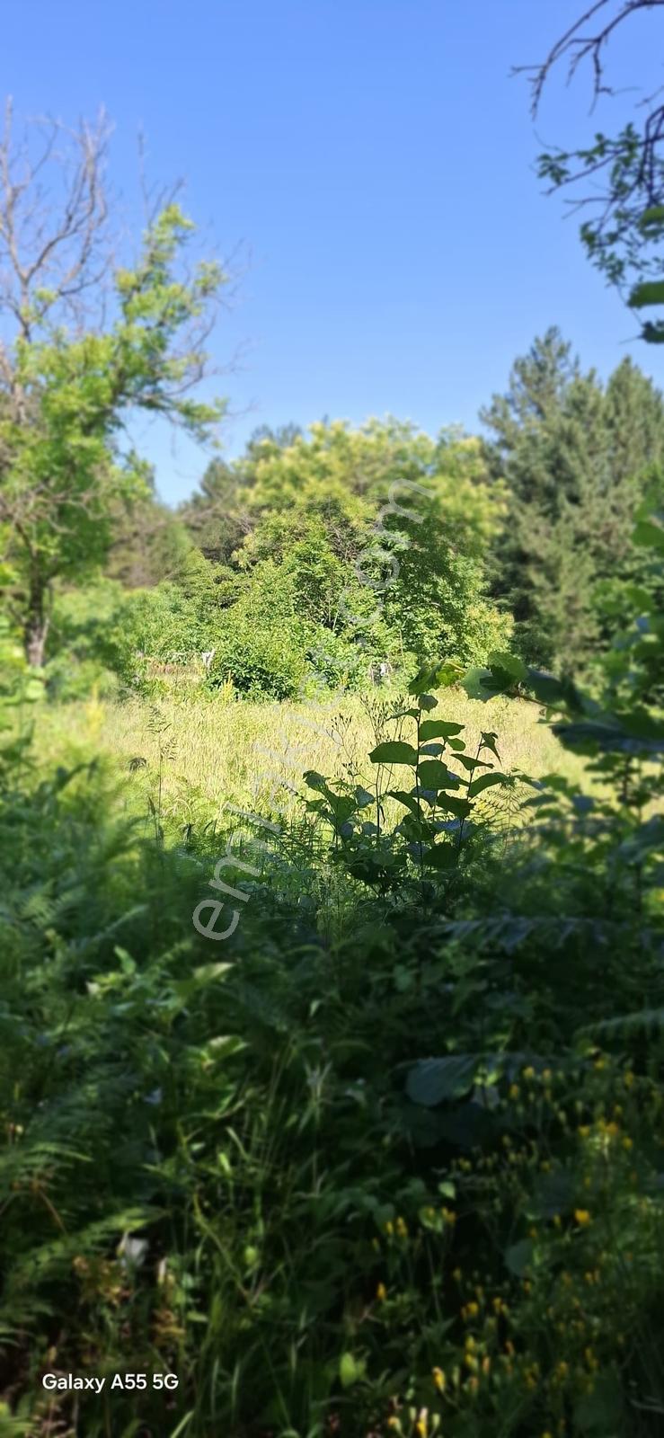 Saitabat Satılık Bağ - Bahçe — fotoğraf 7
