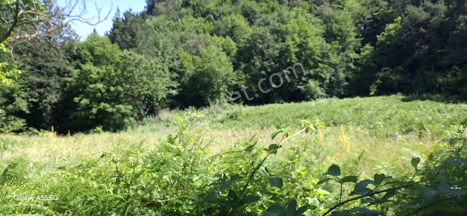 Saitabat Satılık Bağ - Bahçe — fotoğraf 12