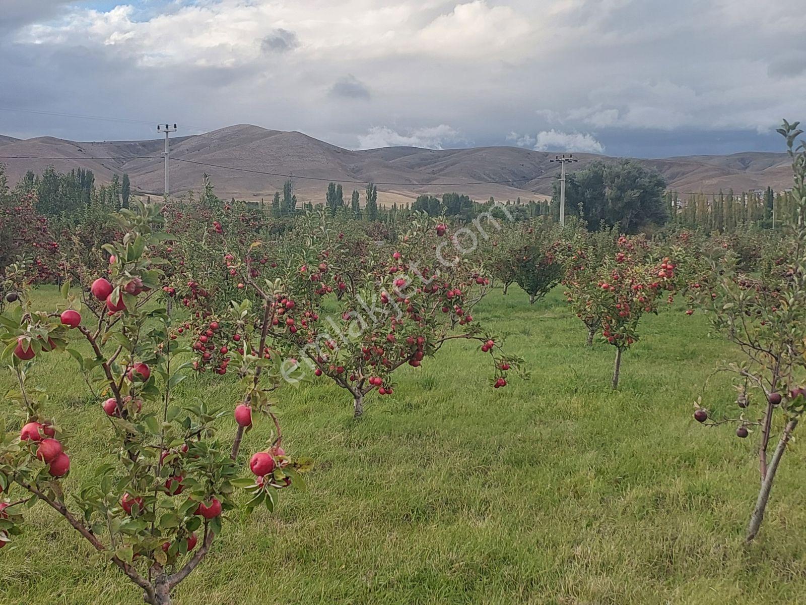 Niğde Çamardı Yoluna Ve Elektriğe Yakın, Etrafı Çevrili Bahçe — fotoğraf 2