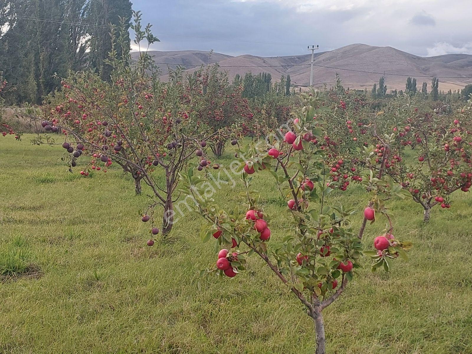 Niğde Çamardı Yoluna Ve Elektriğe Yakın, Etrafı Çevrili Bahçe — fotoğraf 3