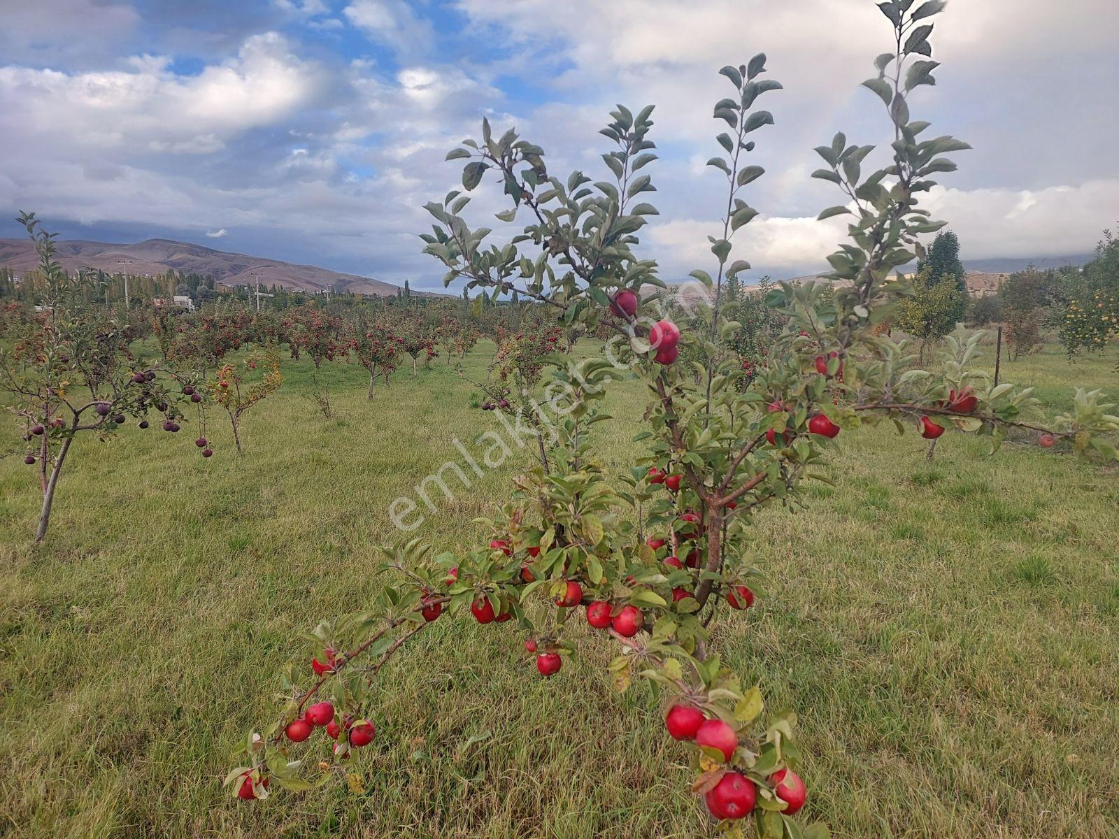 Niğde Çamardı Yoluna Ve Elektriğe Yakın, Etrafı Çevrili Bahçe — fotoğraf 4