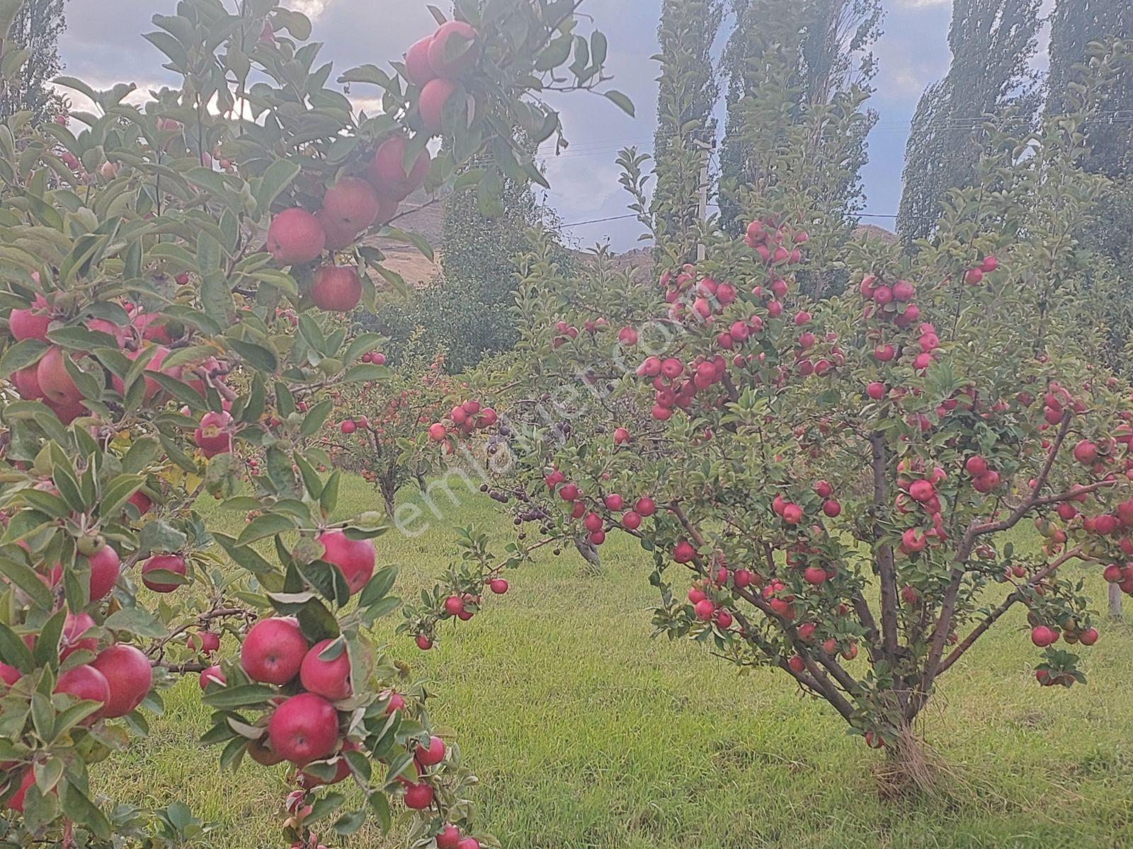 Niğde Çamardı Yoluna Ve Elektriğe Yakın, Etrafı Çevrili Bahçe — fotoğraf 5