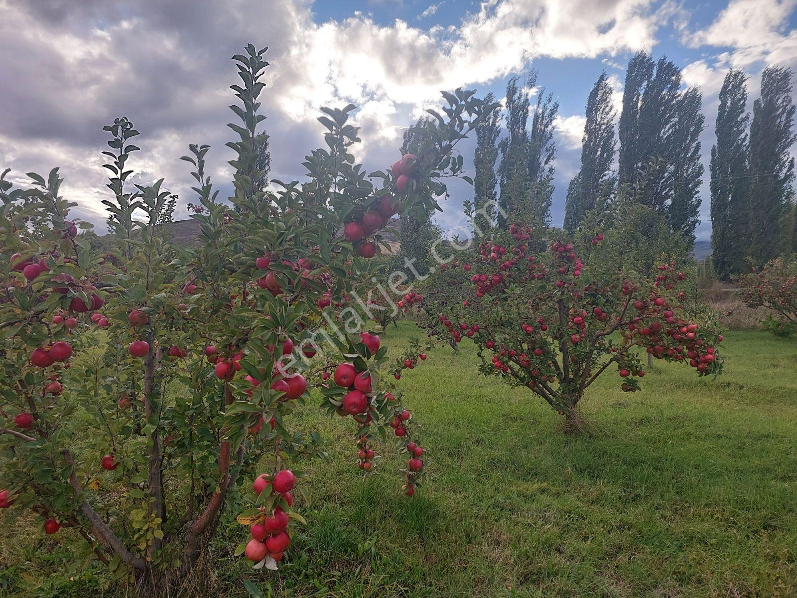 Niğde Çamardı Yoluna Ve Elektriğe Yakın, Etrafı Çevrili Bahçe — fotoğraf 6