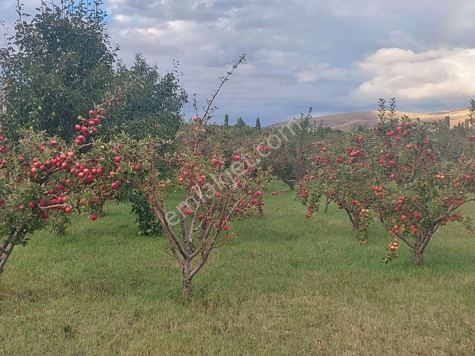 Niğde Çamardı Yoluna Ve Elektriğe Yakın, Etrafı Çevrili Bahçe — fotoğraf 23