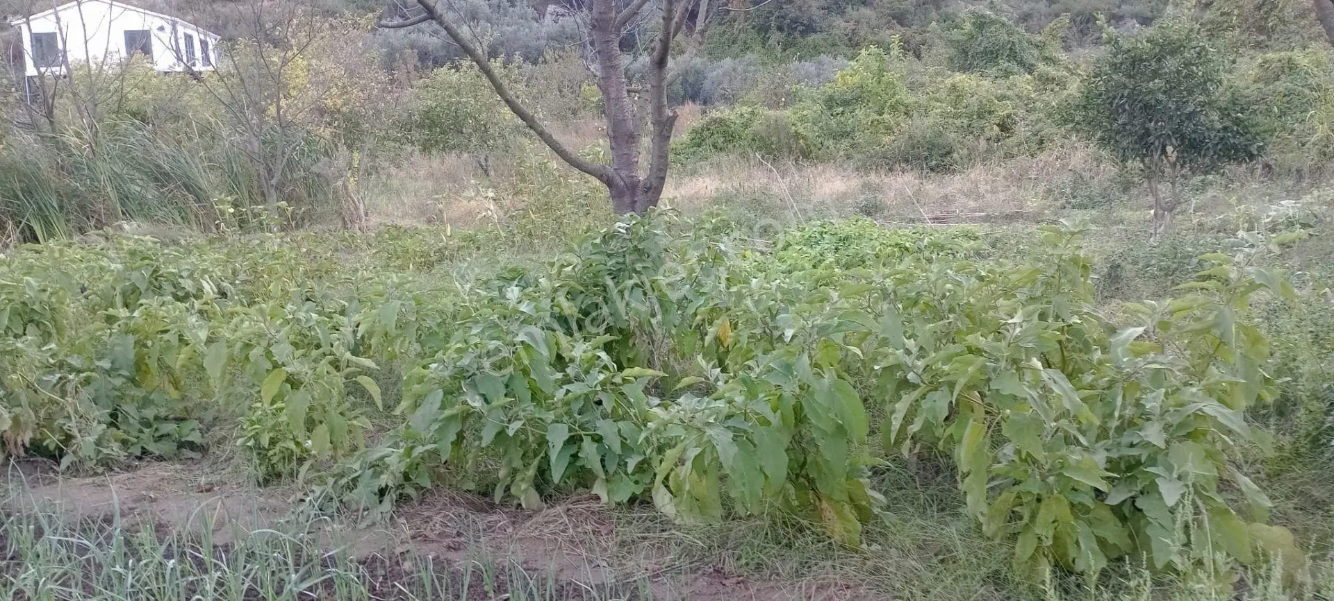 Erdek Ballipinarda 447 M Satılık Kirazlik