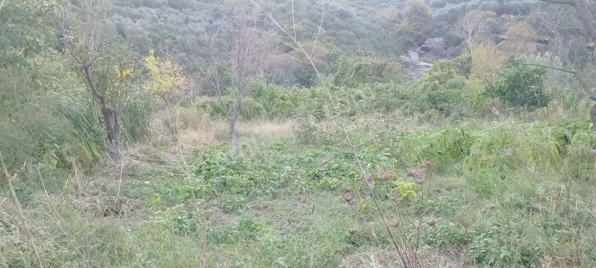Erdek Ballipinarda 447 M Satılık Kirazlik — fotoğraf 2