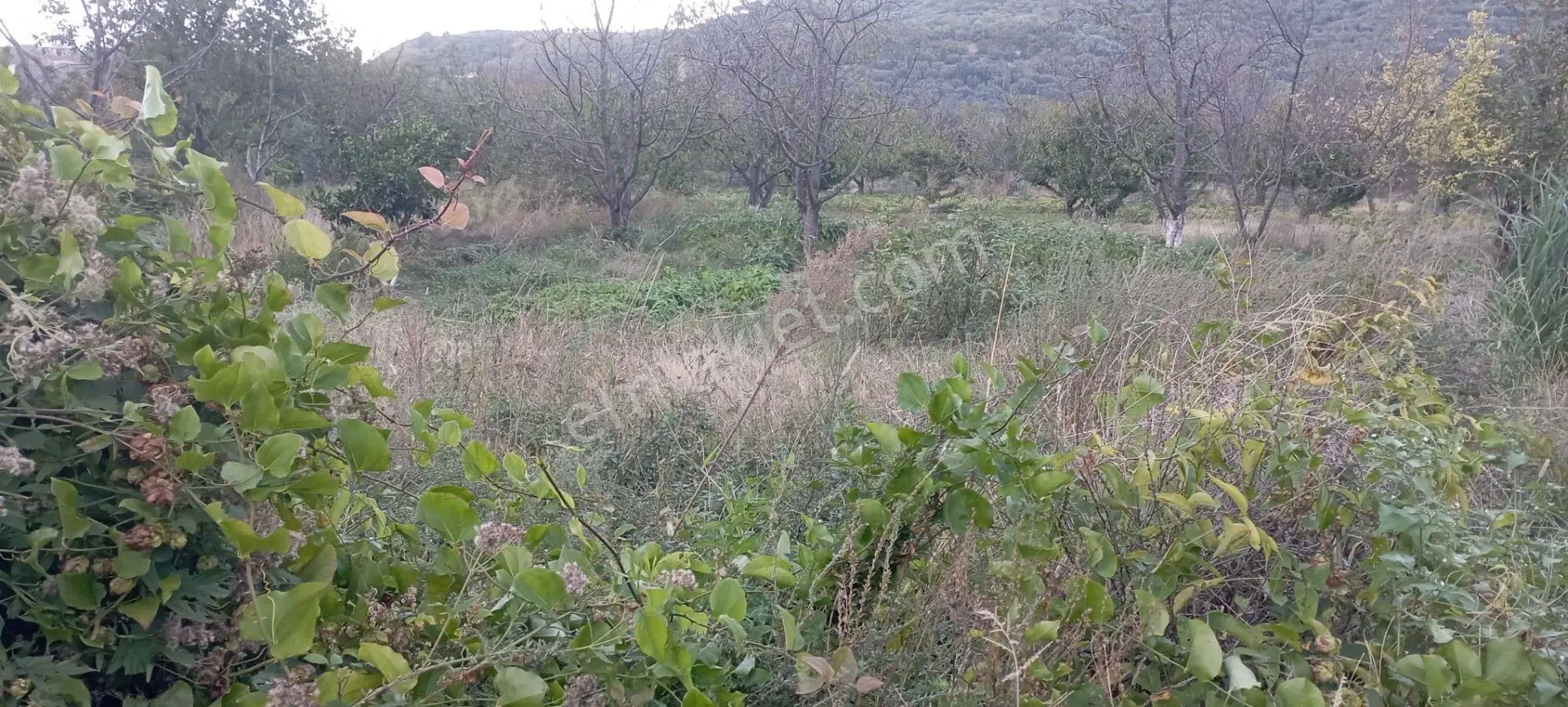 Erdek Ballipinarda 447 M Satılık Kirazlik — fotoğraf 3