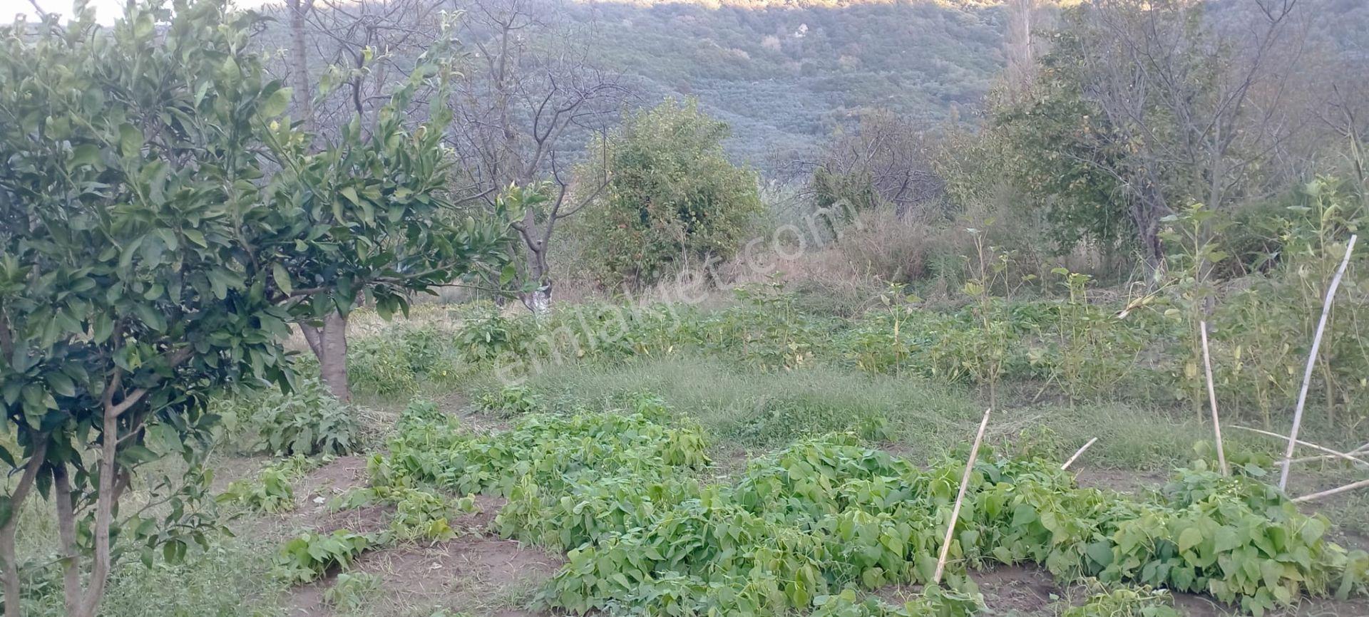 Erdek Ballipinarda 447 M Satılık Kirazlik — fotoğraf 7