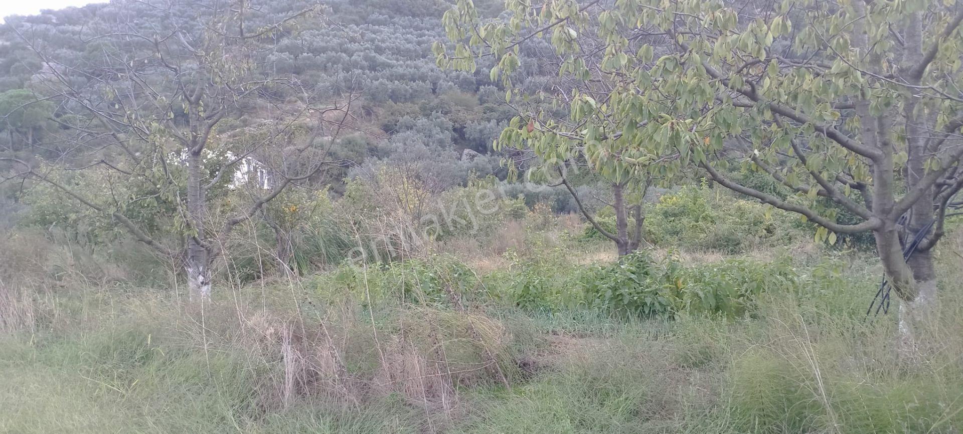 Erdek Ballipinarda 447 M Satılık Kirazlik — fotoğraf 8