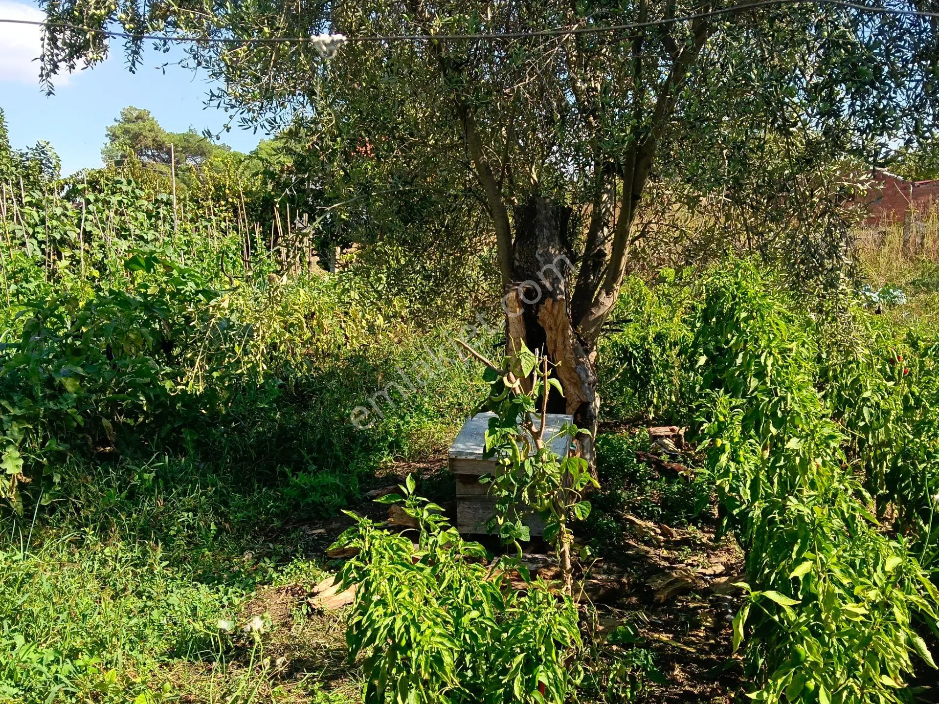 Satılık Köy Evi Yaşar Emlâk Tan — fotoğraf 9