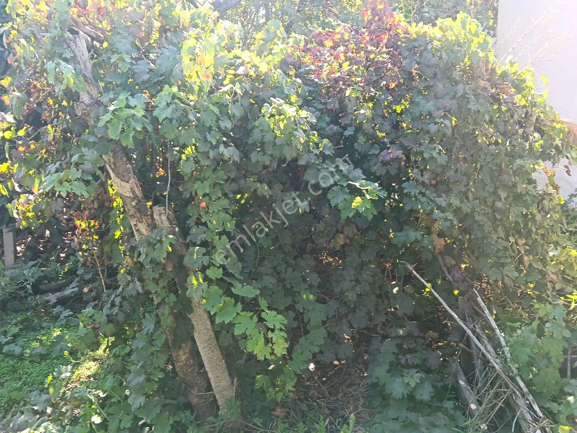 Satılık Köy Evi Yaşar Emlâk Tan — fotoğraf 10