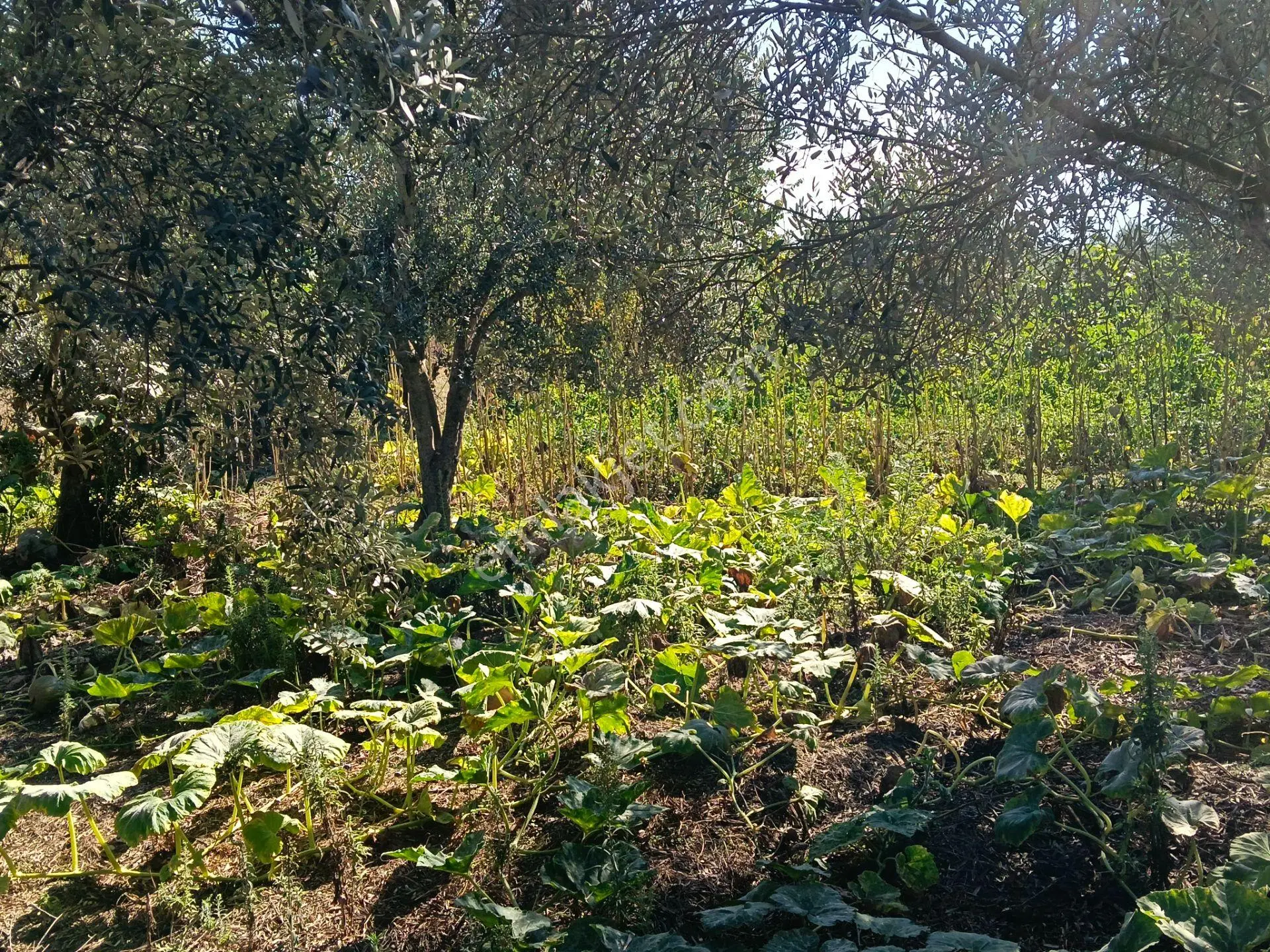 Satılık Köy Evi Yaşar Emlâk Tan — fotoğraf 22