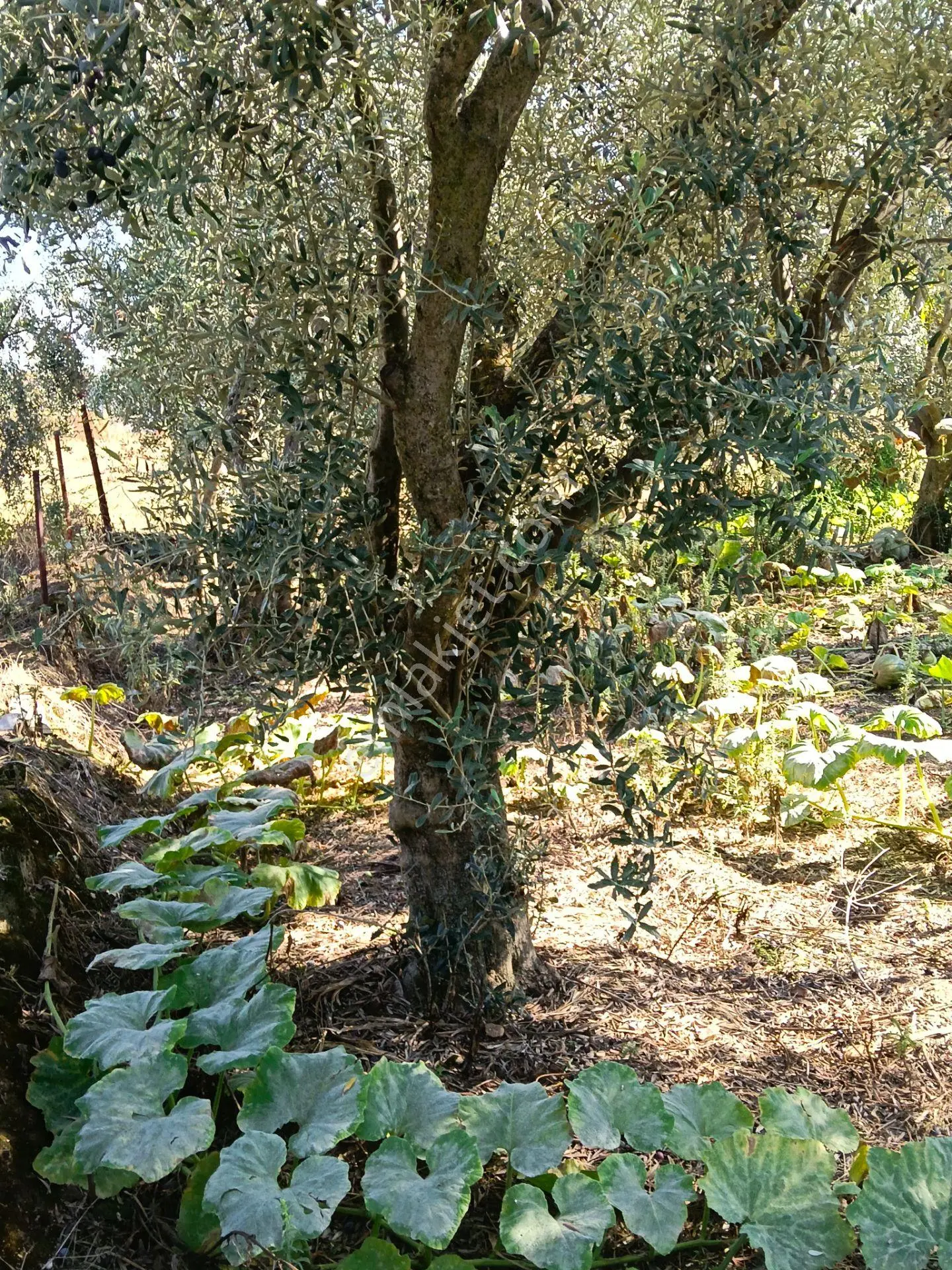 Satılık Köy Evi Yaşar Emlâk Tan — fotoğraf 23