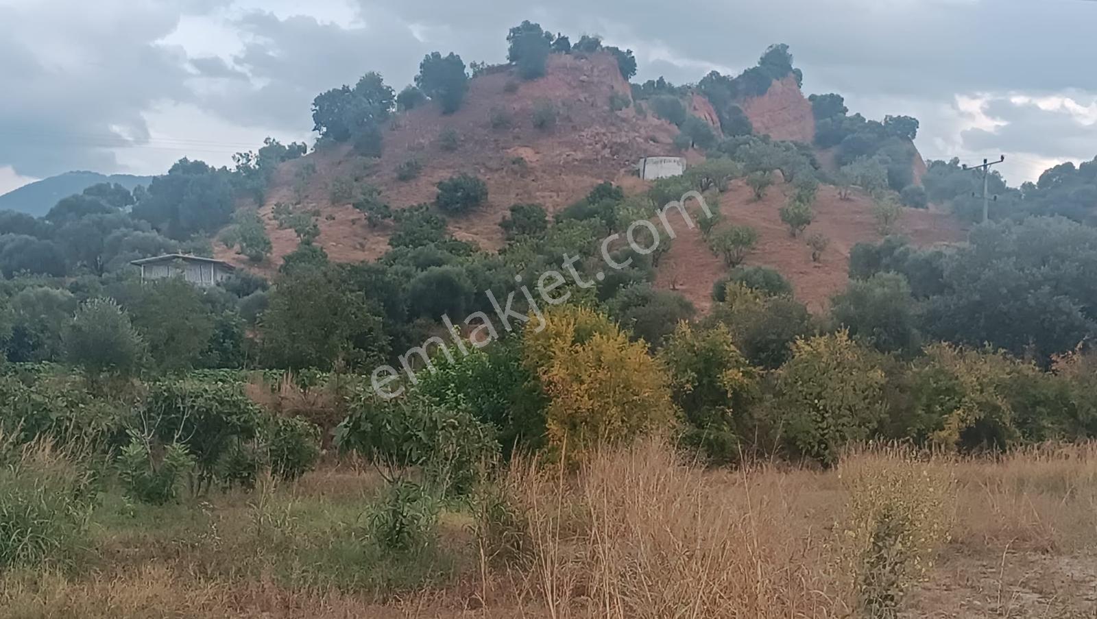 Gedikaltı Mahallesin De Satılık 1800 M² Bahçe ! ! ! — fotoğraf 5