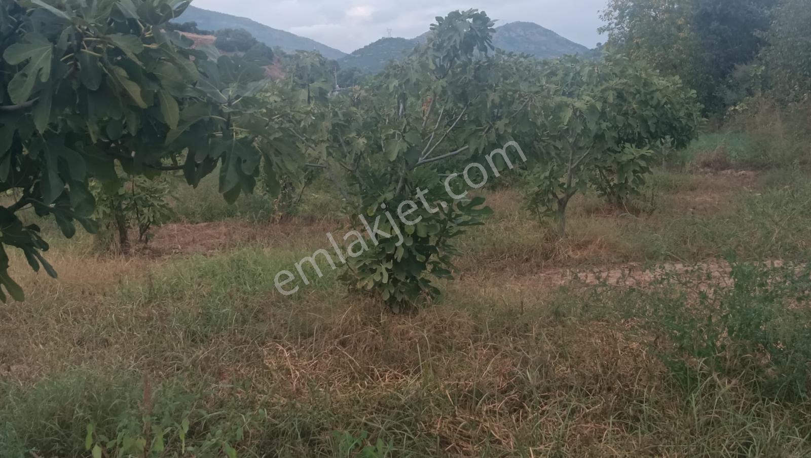 Gedikaltı Mahallesin De Satılık 1800 M² Bahçe ! ! ! — fotoğraf 10