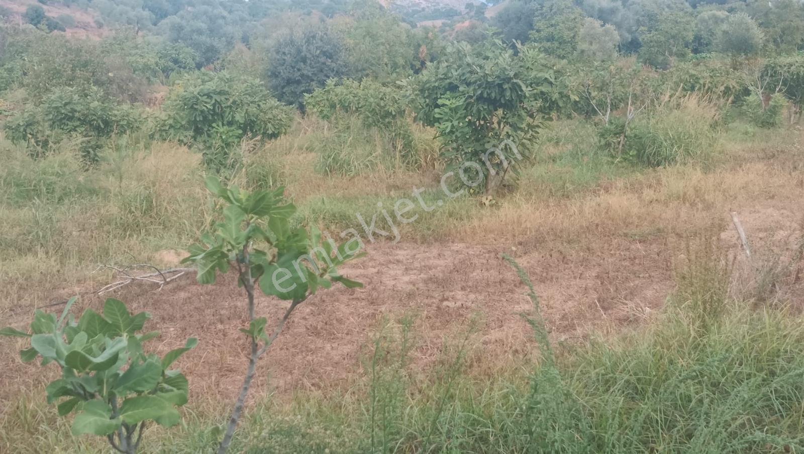 Gedikaltı Mahallesin De Satılık 1800 M² Bahçe ! ! ! — fotoğraf 11