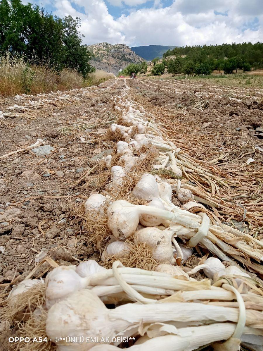 Ünlü Emlaktan Yukarıbatak Köyünde Sulutarım Ve Çiftliğe Uygun — fotoğraf 6