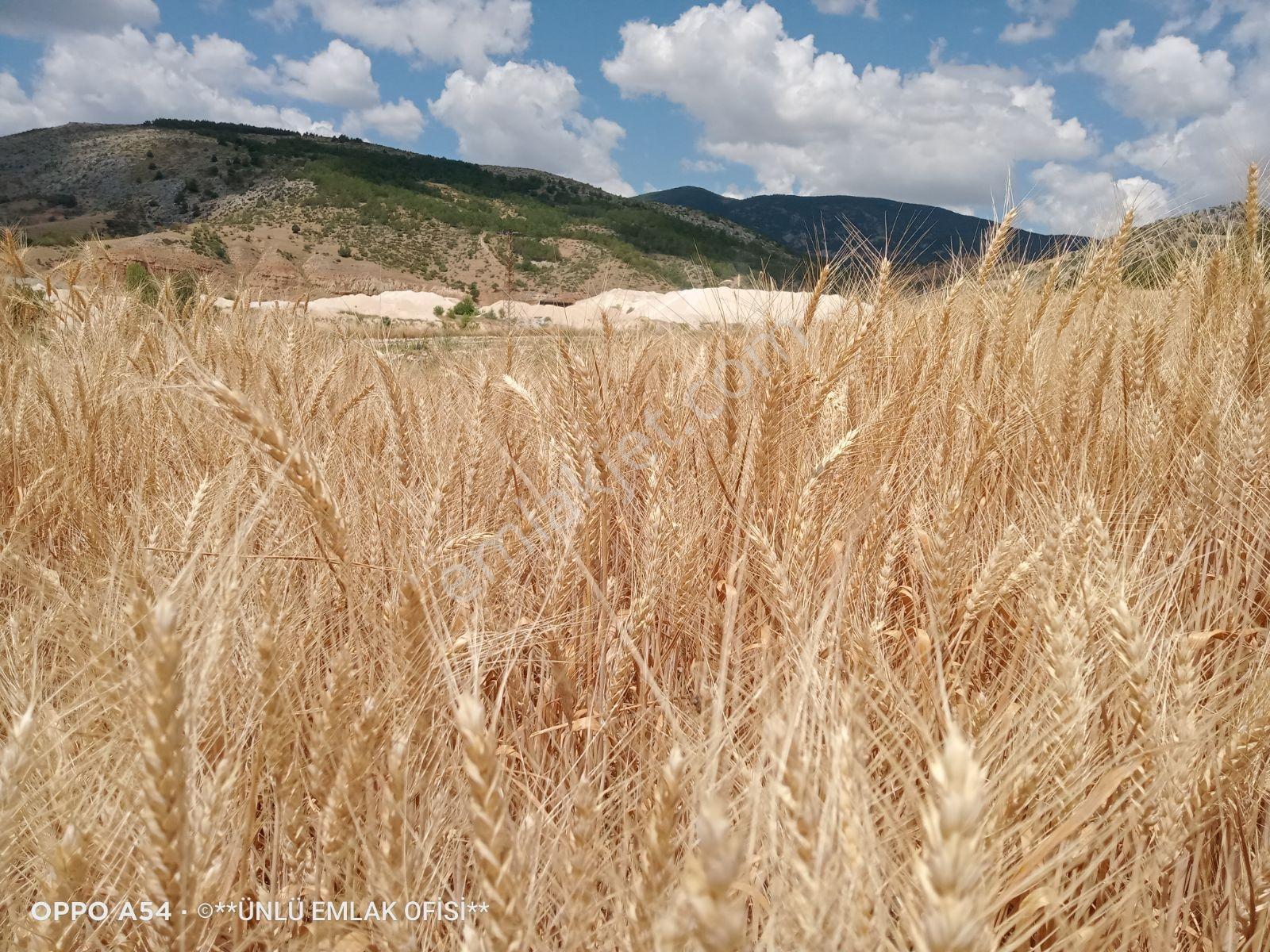 Ünlü Emlaktan Yukarıbatak Köyünde Sulutarım Ve Çiftliğe Uygun — fotoğraf 14