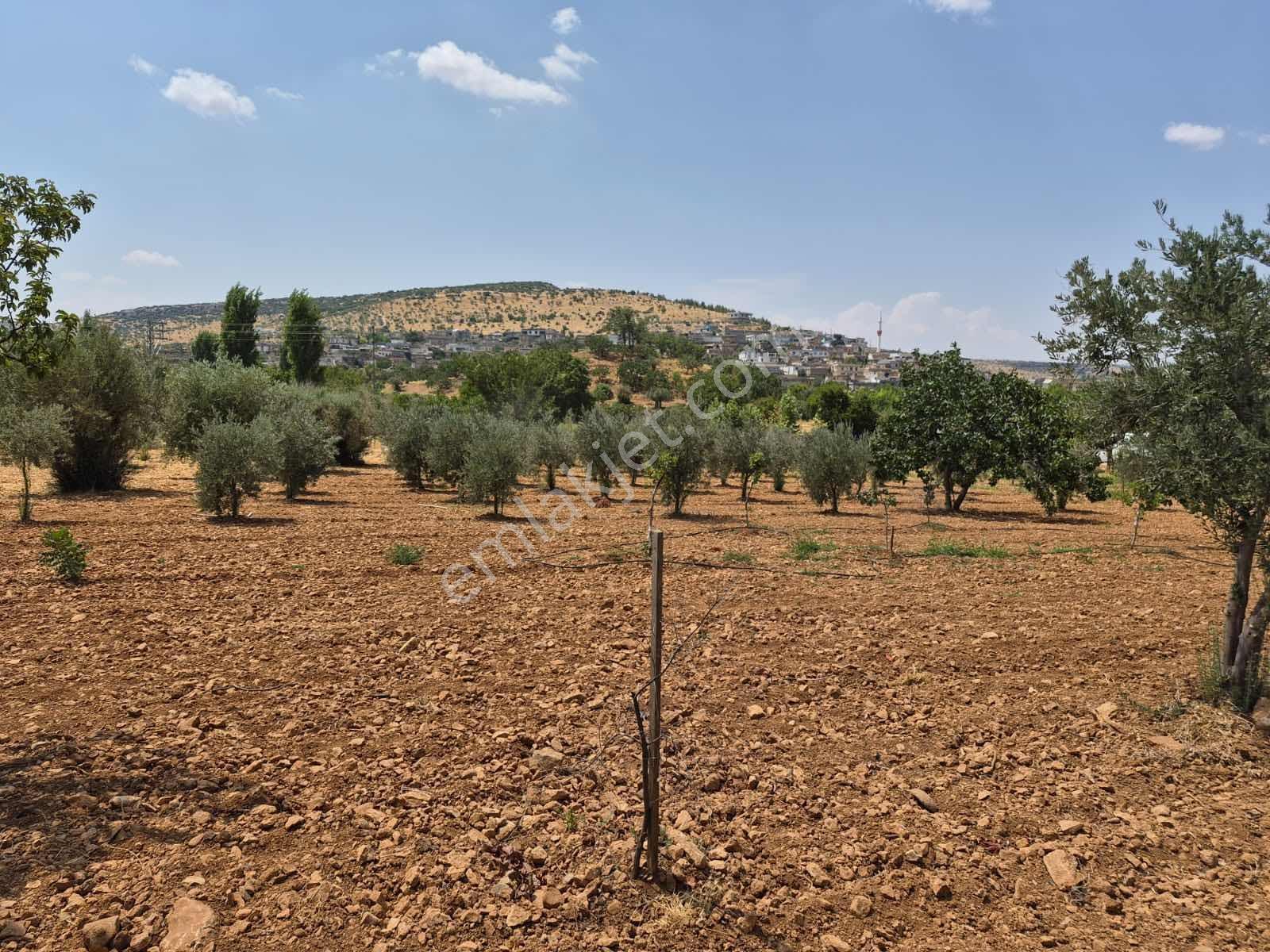 Keret Adaklıda Fırsat Arazi İçinde 2 Katlı Ev Var — fotoğraf 9