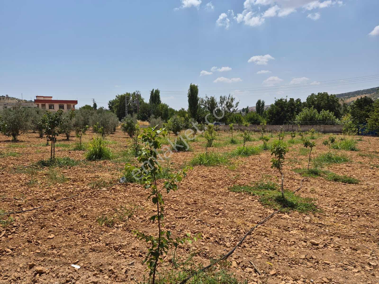 Keret Adaklıda Fırsat Arazi İçinde 2 Katlı Ev Var — fotoğraf 12