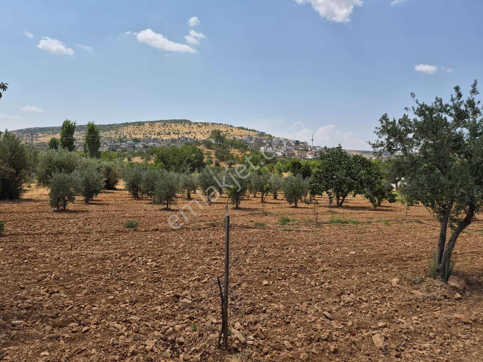 Keret Adaklıda Fırsat Arazi İçinde 2 Katlı Ev Var — fotoğraf 13