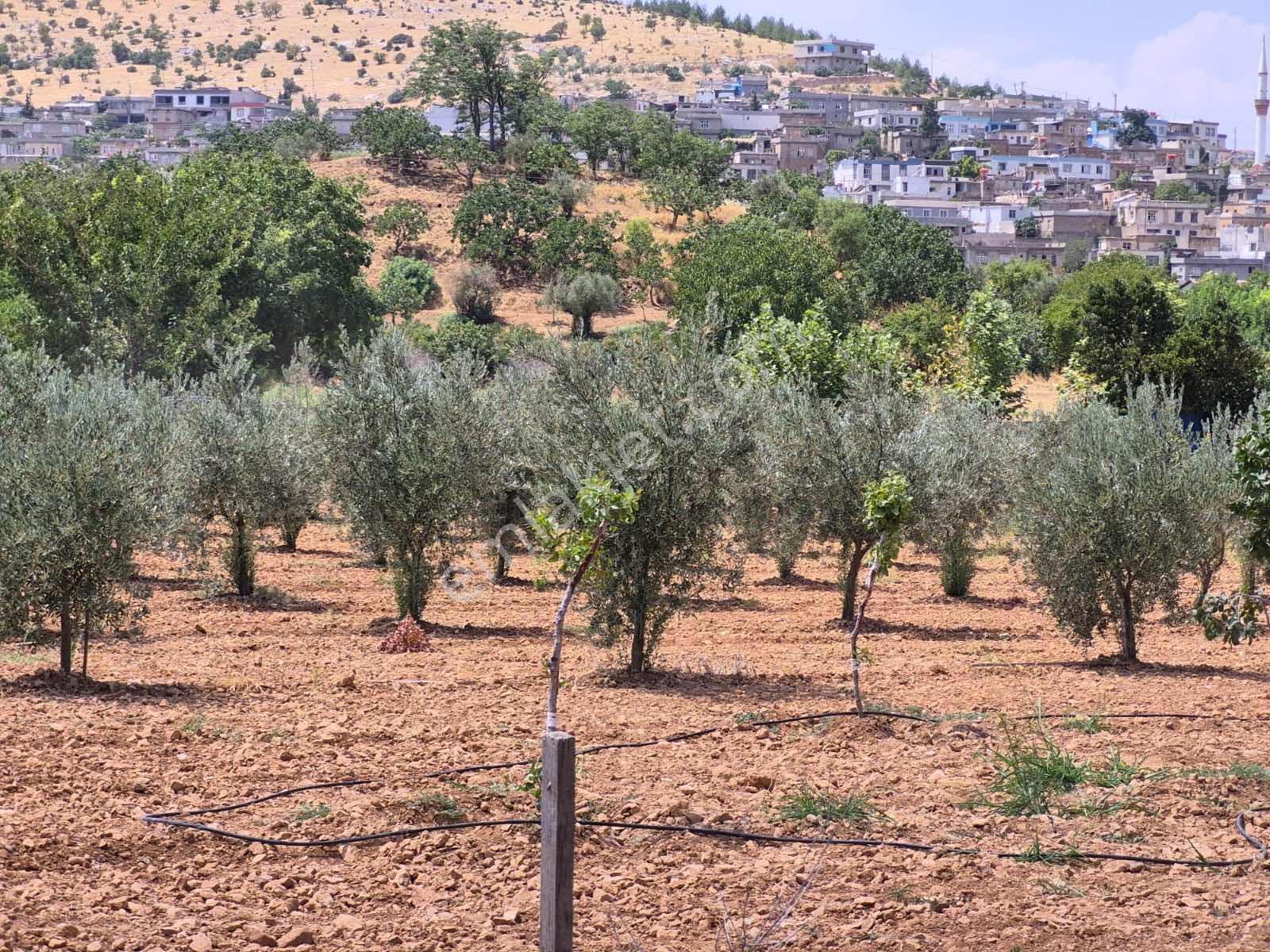Keret Adaklıda Fırsat Arazi İçinde 2 Katlı Ev Var — fotoğraf 18