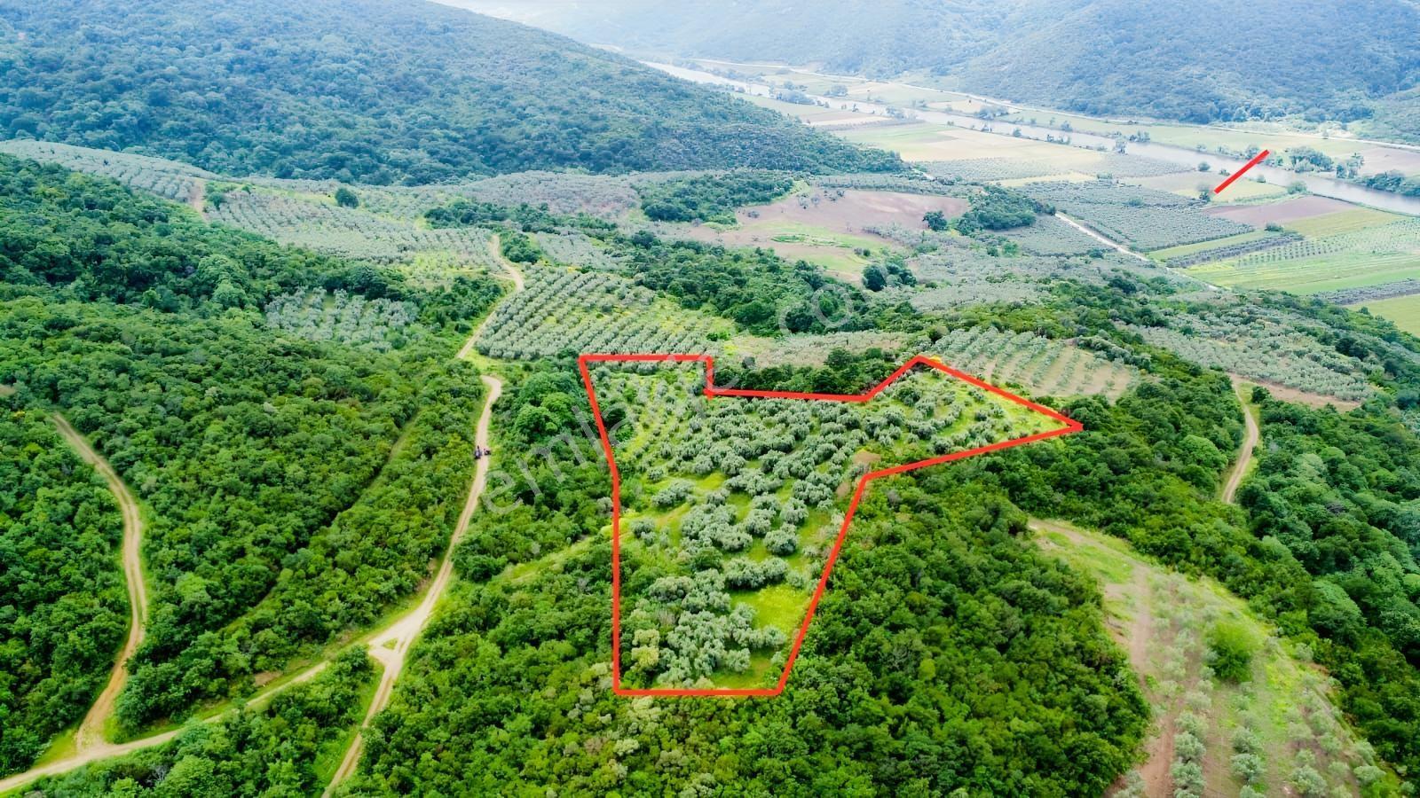 Karacabey Ekinli Köyünde Deniz Manzaralı, Zeytinlik Satılık