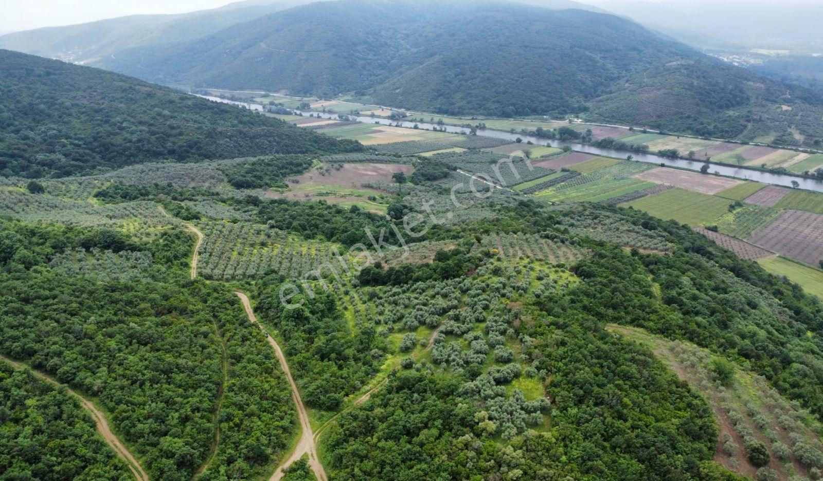 Karacabey Ekinli Köyünde Deniz Manzaralı, Zeytinlik Satılık — fotoğraf 2
