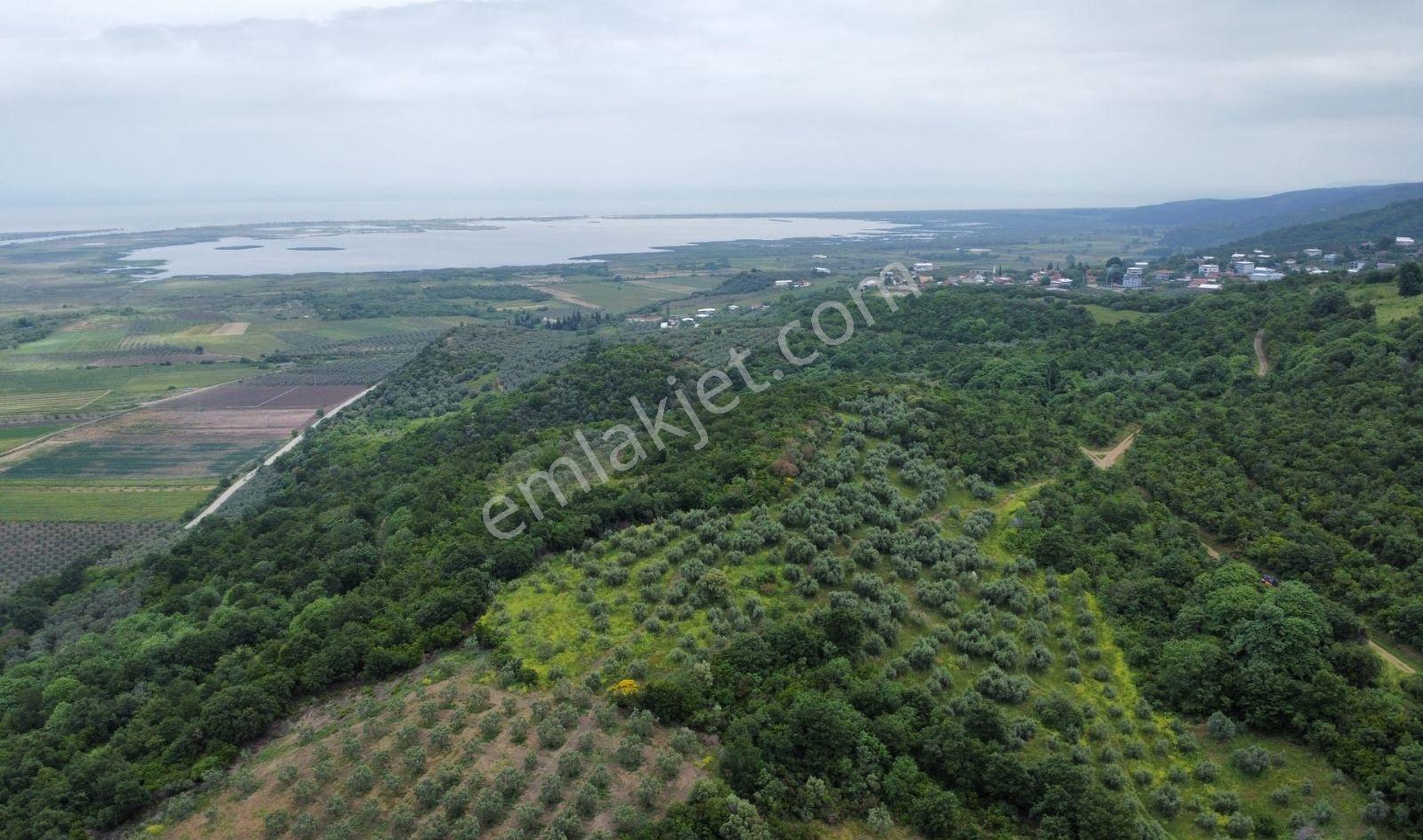 Karacabey Ekinli Köyünde Deniz Manzaralı, Zeytinlik Satılık — fotoğraf 3