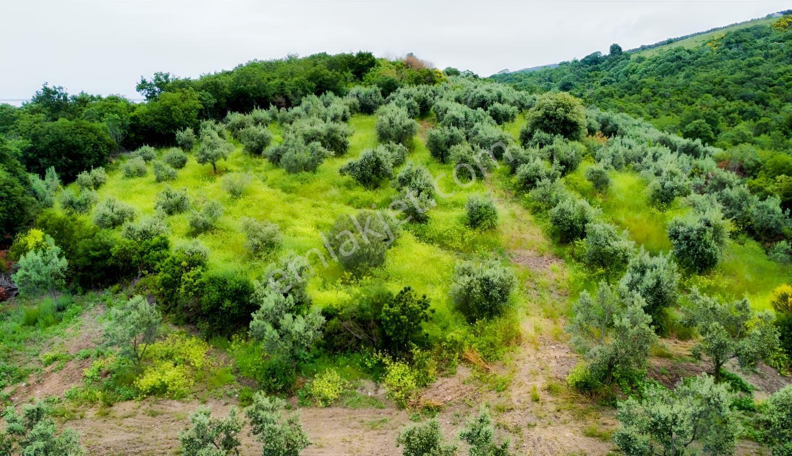 Karacabey Ekinli Köyünde Deniz Manzaralı, Zeytinlik Satılık — fotoğraf 5