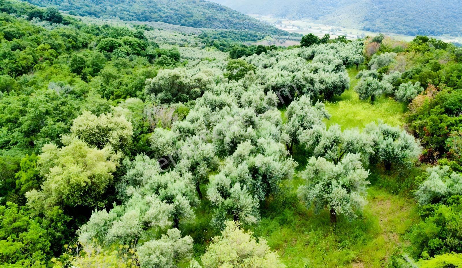 Karacabey Ekinli Köyünde Deniz Manzaralı, Zeytinlik Satılık — fotoğraf 6