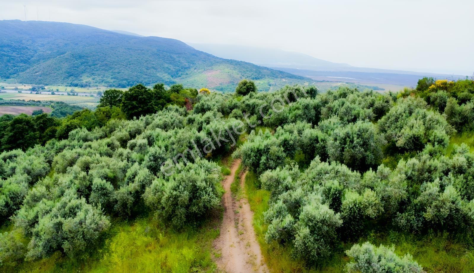 Karacabey Ekinli Köyünde Deniz Manzaralı, Zeytinlik Satılık — fotoğraf 7