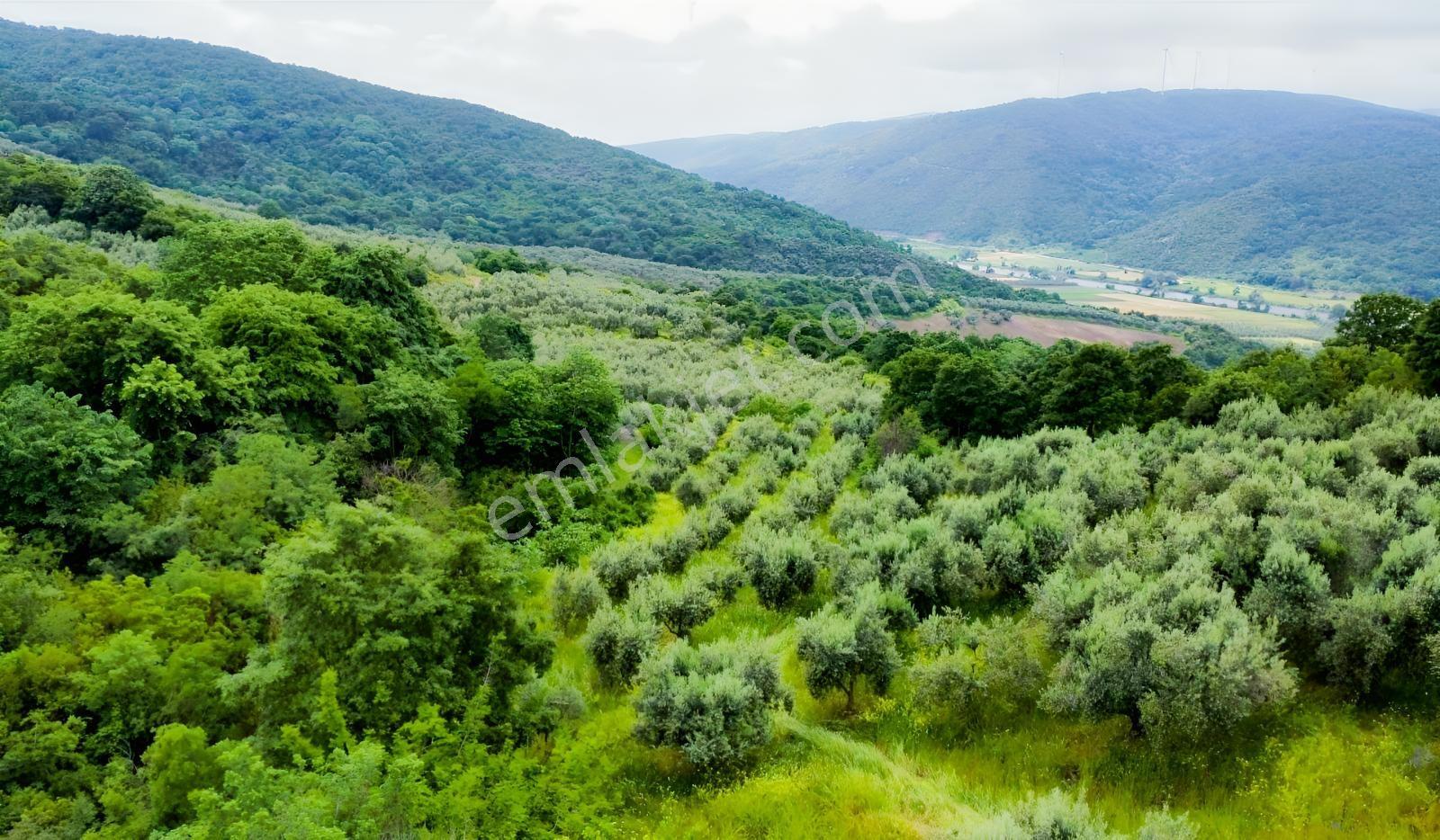 Karacabey Ekinli Köyünde Deniz Manzaralı, Zeytinlik Satılık — fotoğraf 8
