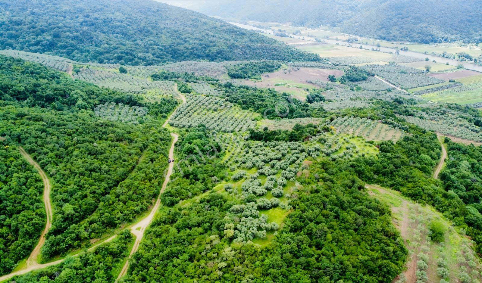 Karacabey Ekinli Köyünde Deniz Manzaralı, Zeytinlik Satılık — fotoğraf 10