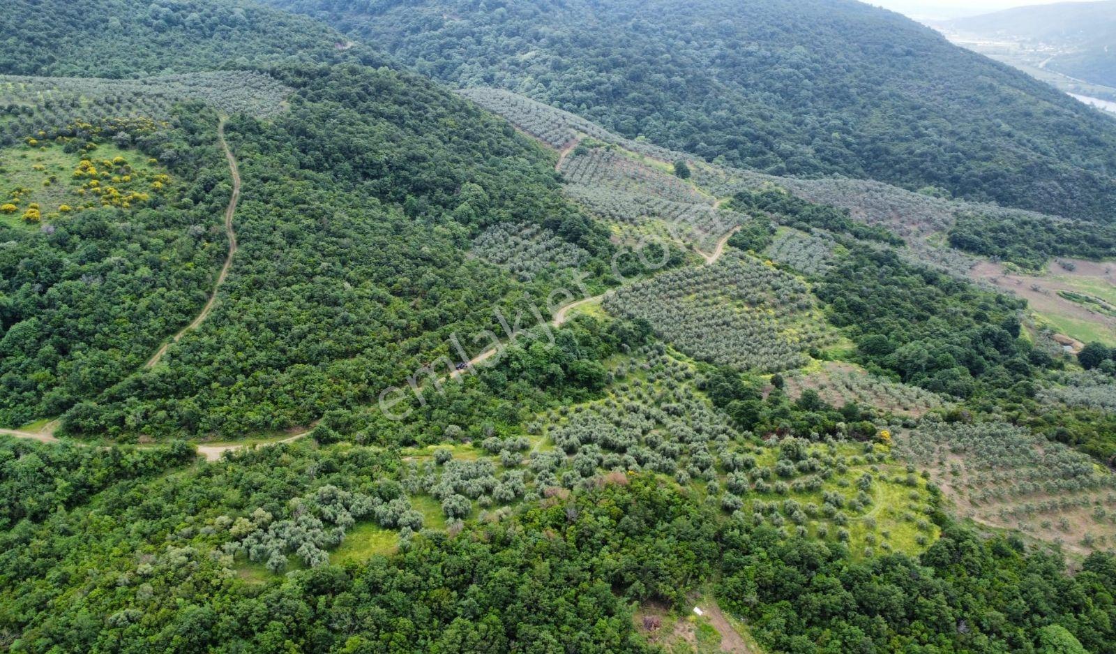 Karacabey Ekinli Köyünde Deniz Manzaralı, Zeytinlik Satılık — fotoğraf 11