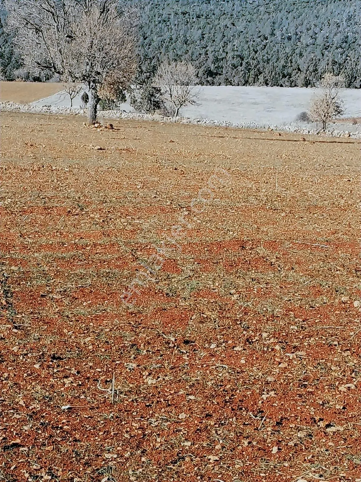 Beyağaç Yaylasında 38 Dönüm Satılık Fırsat Tarla — fotoğraf 3