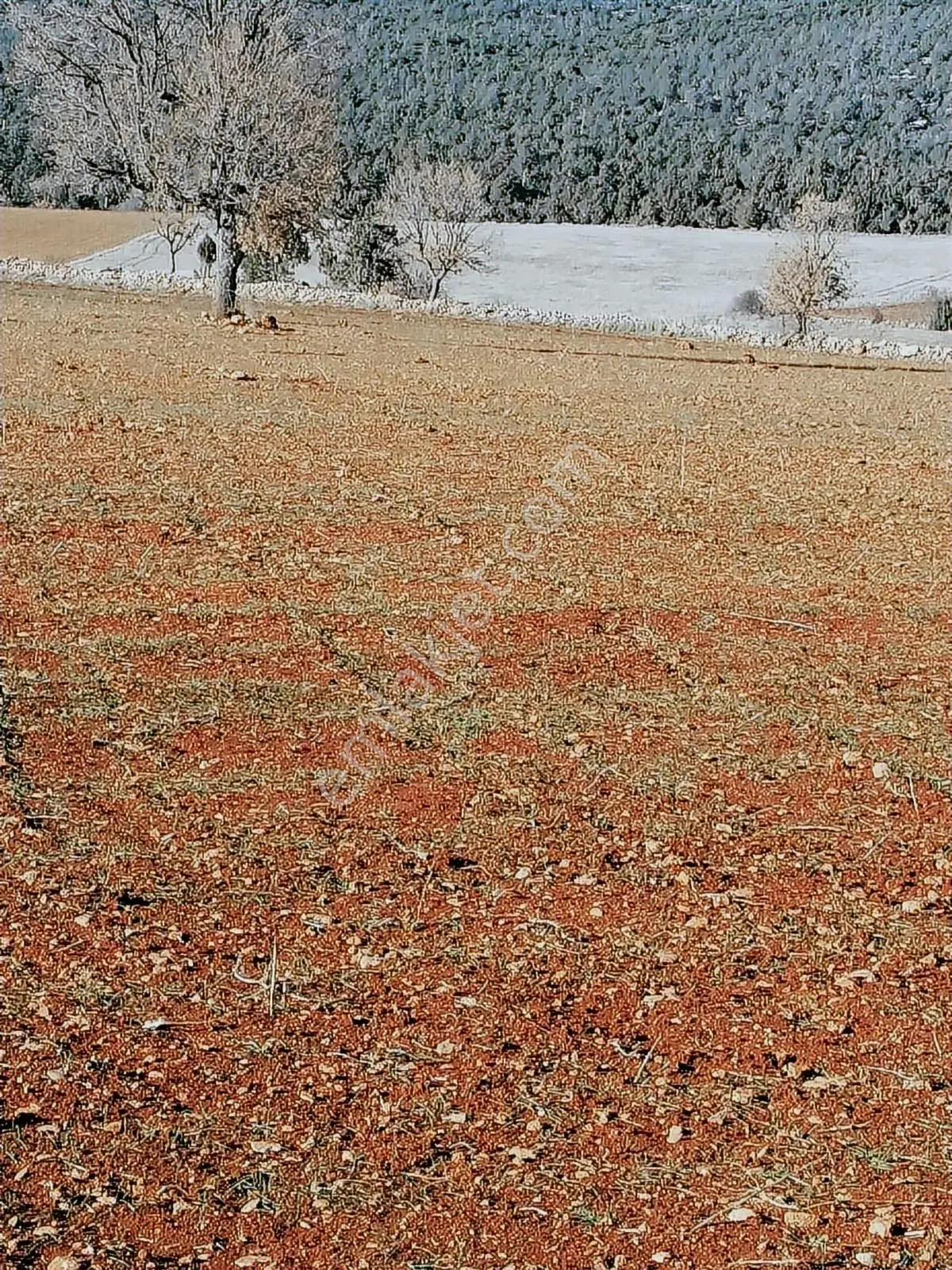 Beyağaç Yaylasında 38 Dönüm Satılık Fırsat Tarla — fotoğraf 4