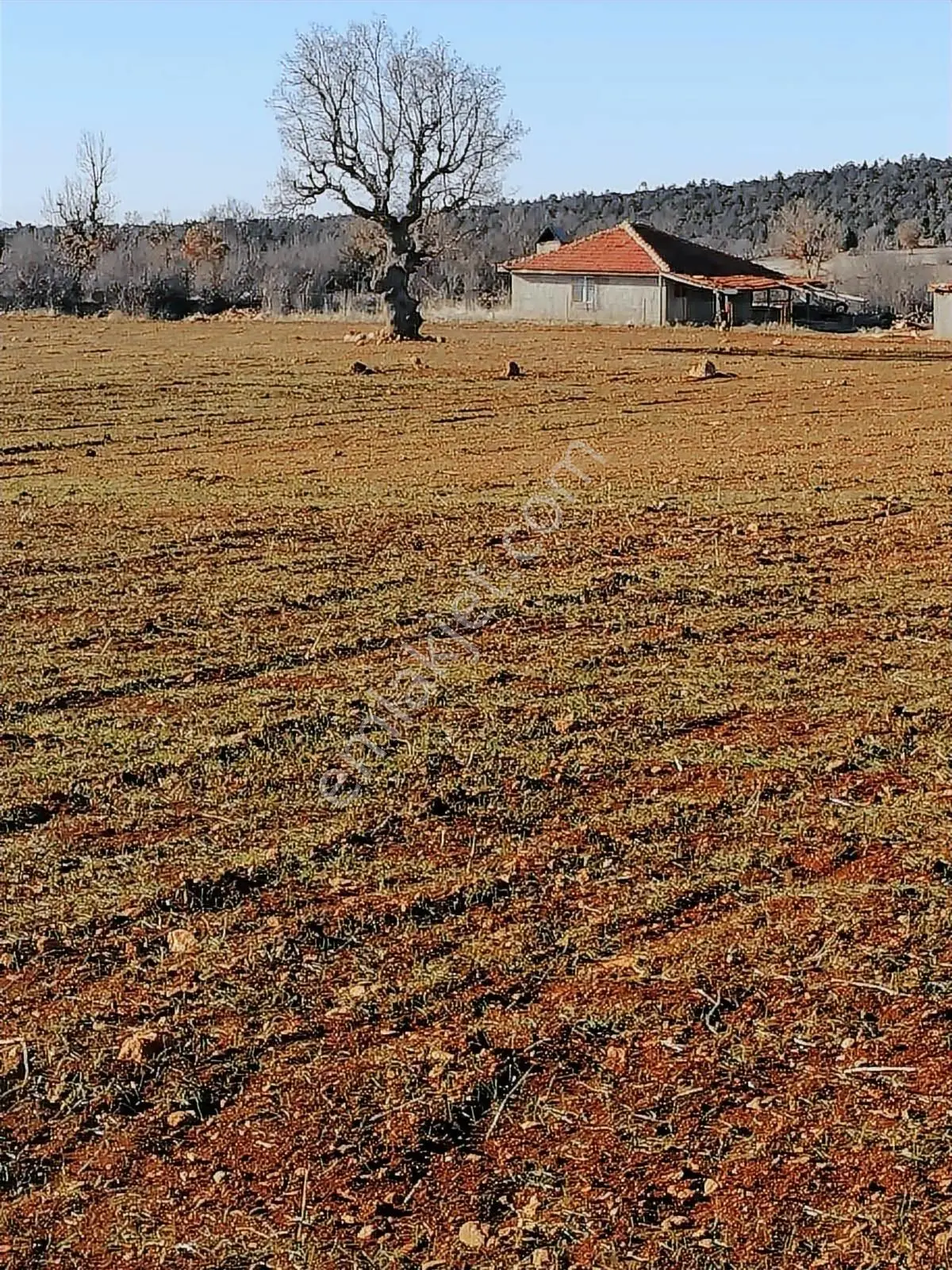 Beyağaç Yaylasında 38 Dönüm Satılık Fırsat Tarla — fotoğraf 5