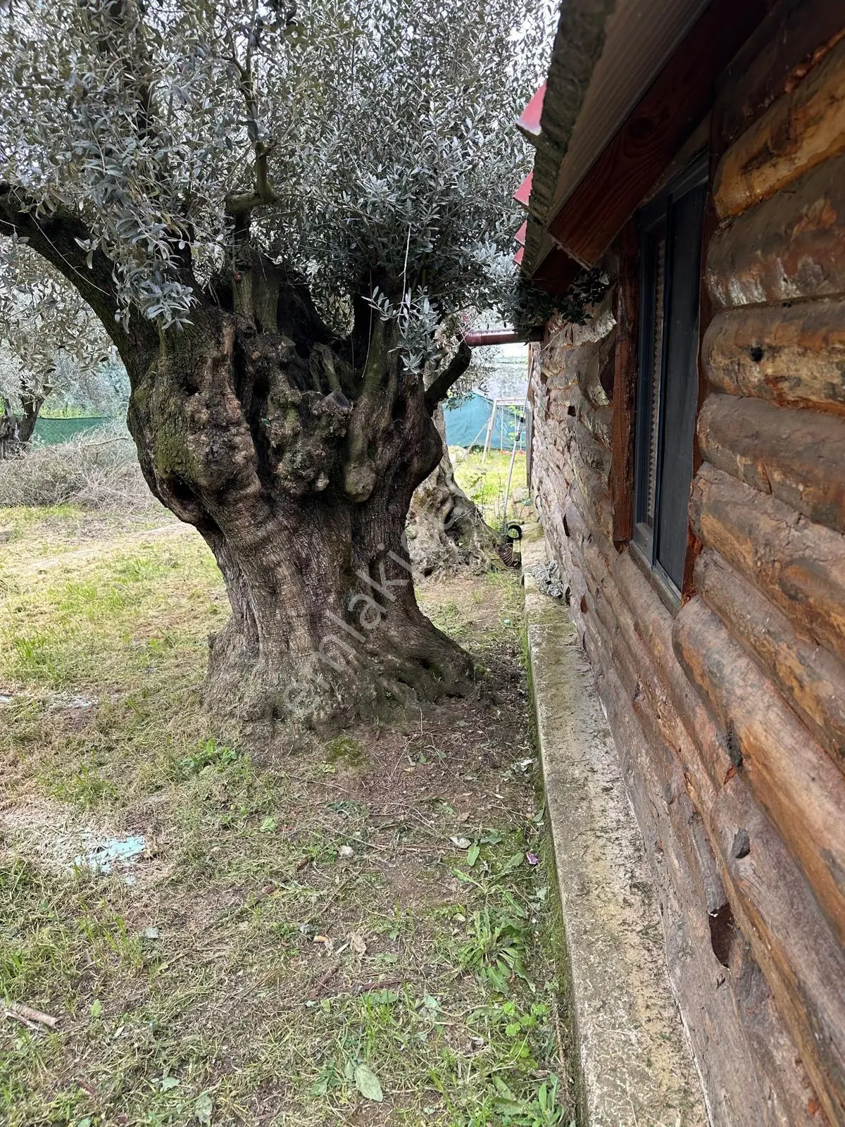 İznik Gölü Kıyısında Muhteşem Manzaralı 3+1 120 M Ahşap Ev-zeytinlik — fotoğraf 12