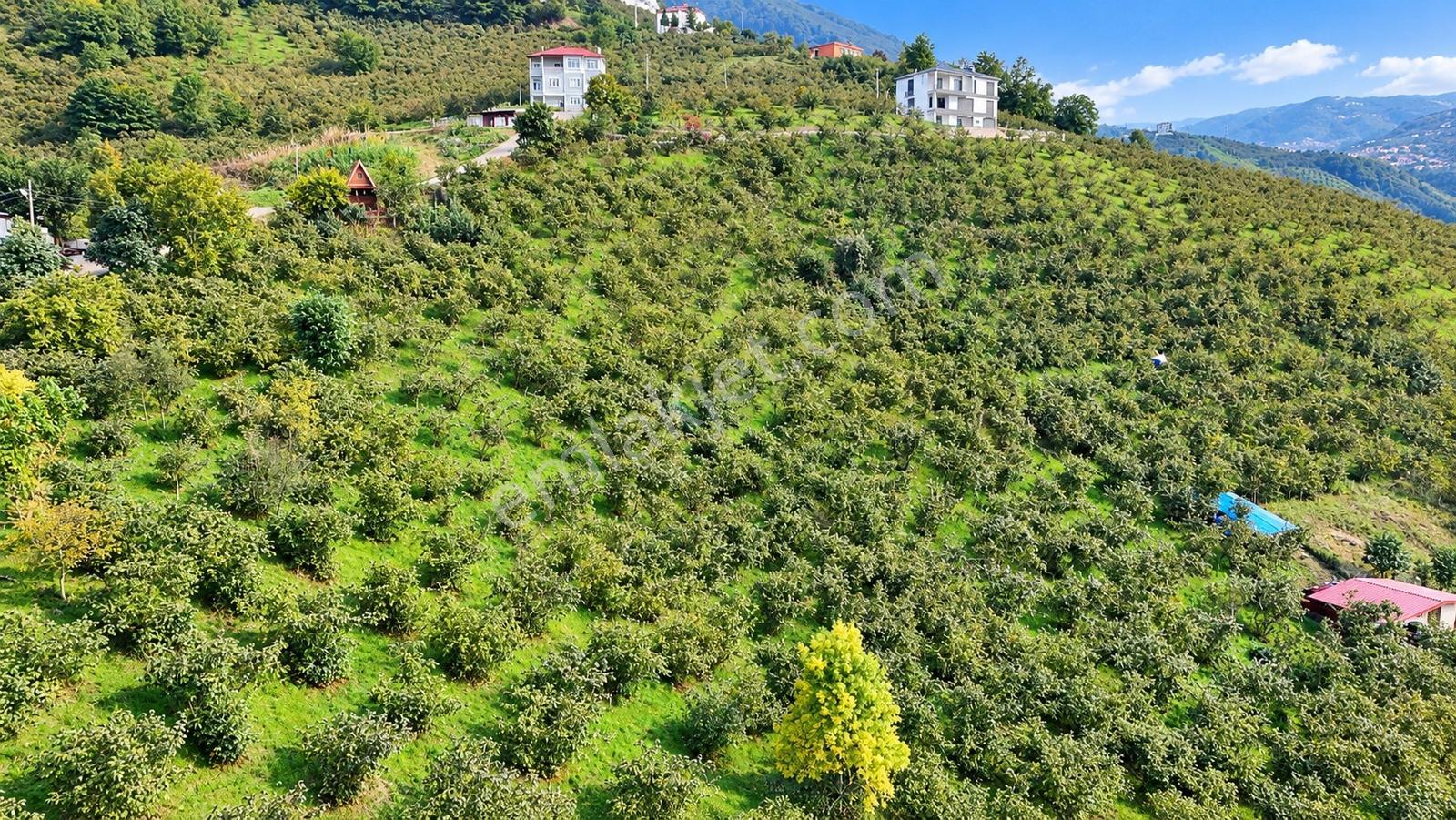Akçaabat Derecik Çevreli'de Satılık Arazi — fotoğraf 7